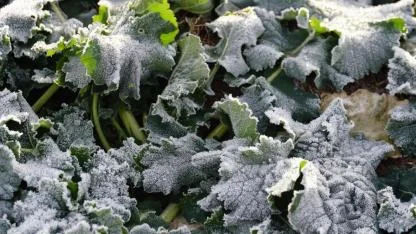 Ağrı’da Üreticilere Zirai Don Uyarısı