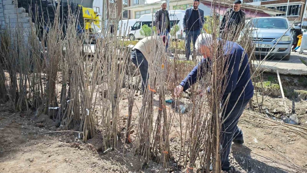 Bitlis Ahlat’ta meyve fidanlarına ilgi