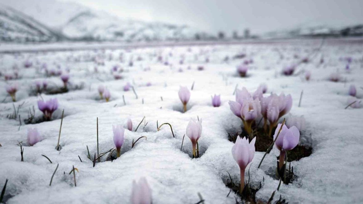 Bitlis'te karla buluşan çiğdemler güzel görüntüler oluşturdu