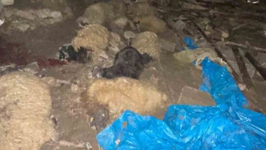 Çöken Ahır 56 Hayvanın Telef Olmasına Yol Açtı