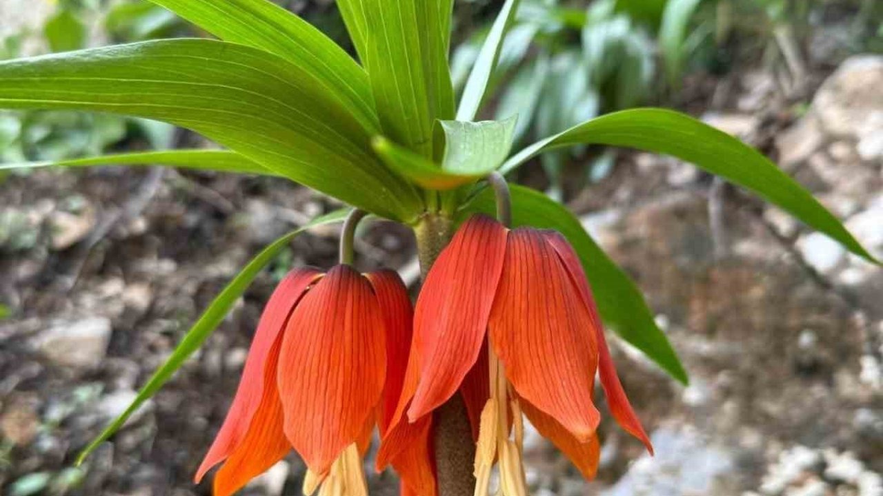 Doğa harikası Ters Laleler çiçek açtı