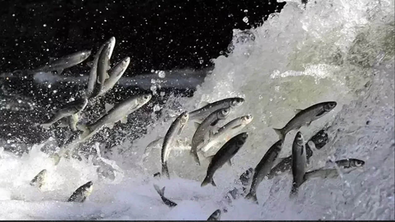 Erciş’te Beklenen Av Yasağı Geldi