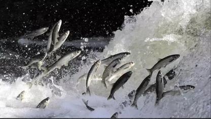 Erciş’te Beklenen Av Yasağı Geldi