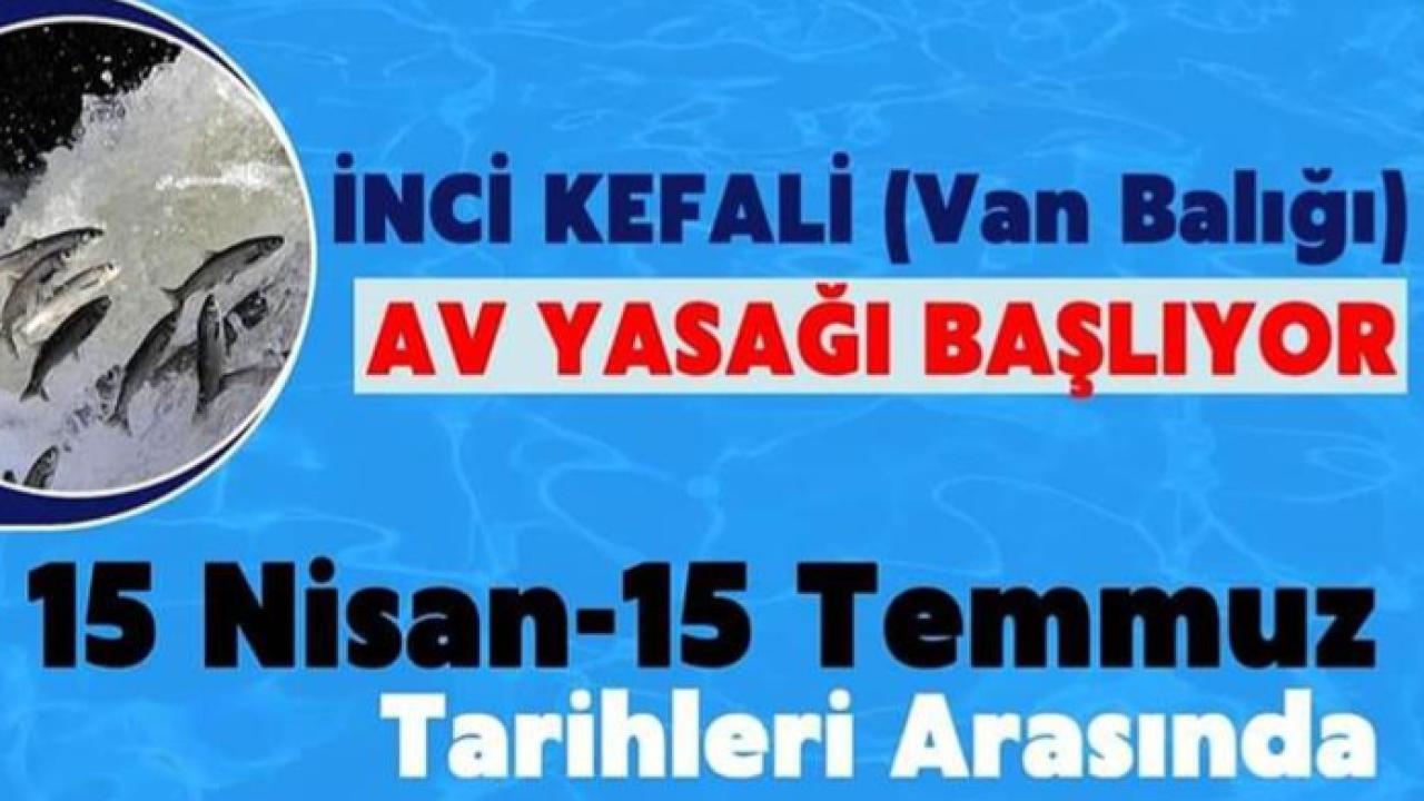Erciş’te İnci Kefali İçin 7/24 Sıkı Denetim