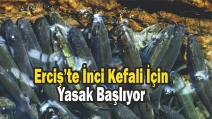 Erciş’te İnci Kefali İçin Geri Sayım: Av Yasağı Başlıyor