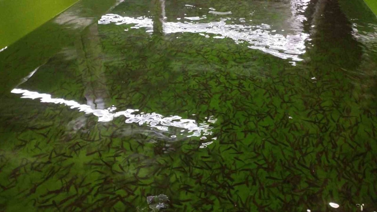 Erzincan Tercan’da alabalık üretim tesisine denetim