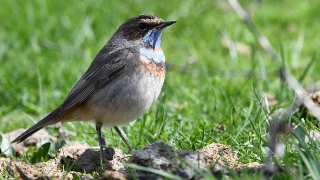 Göçmen Kuşlar Vangölü Semalarında