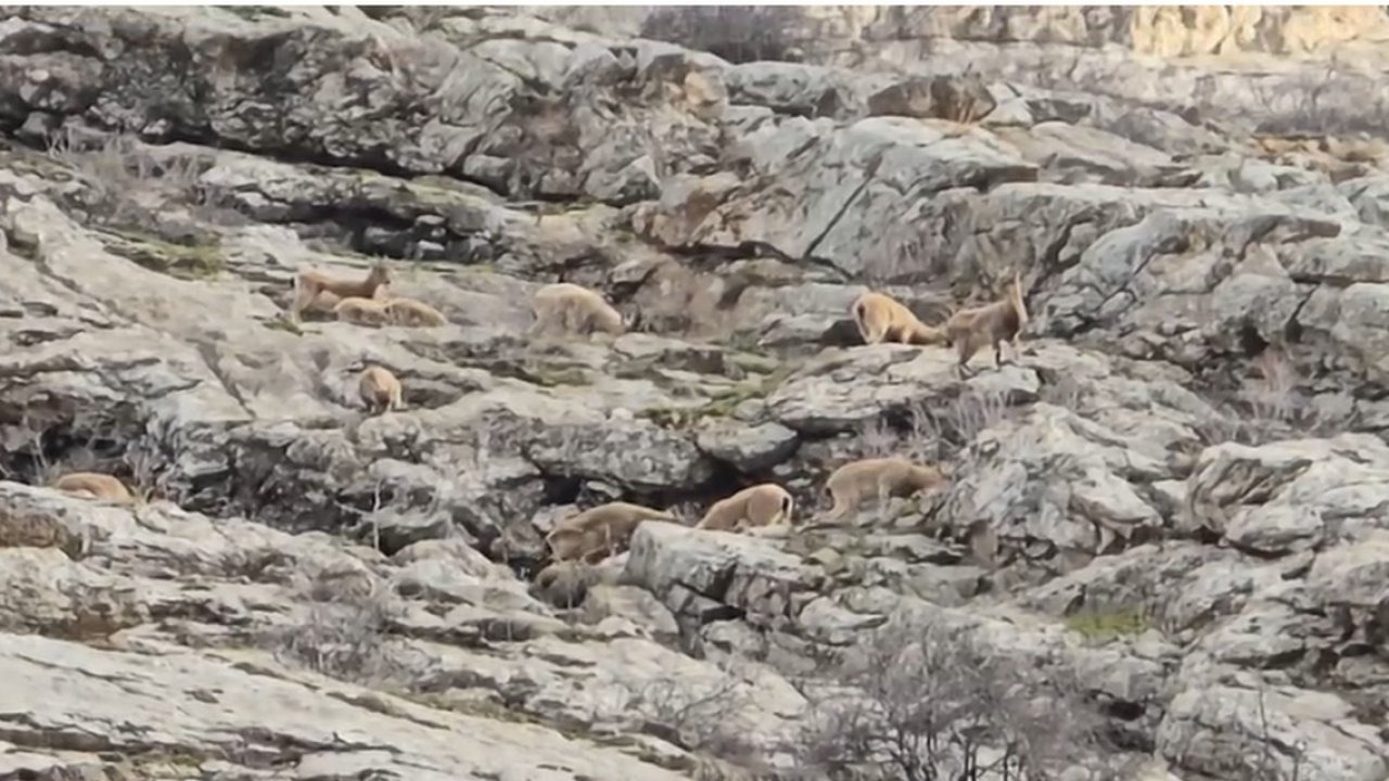 Hakkari Sümbül Dağı’nda sürü halinde dağ keçisi görüntülendi