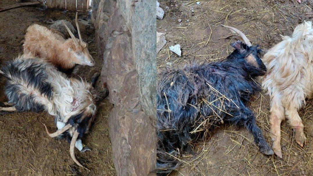 Hakkari’de kurt saldırısı, çok sayıda hayvan telef oldu