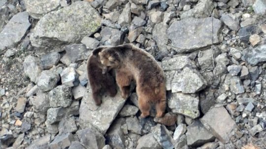 İspir'de kış uykusundan uyanan ayı ailesi kameralara yansıdı