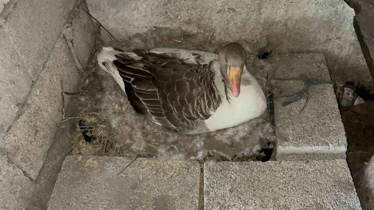 Kazlar kuluçkada, Kars'ta köylerde seferberlik başladı