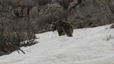 Kış uykusundan uyanan ayı yerleşim yerine indi