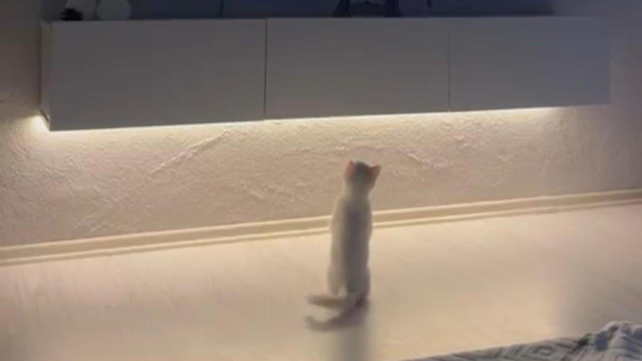 Ağrı'da Maçı Büyük Dikkatle İzleyen Kedi Gülümsetti (Videolu Haber)