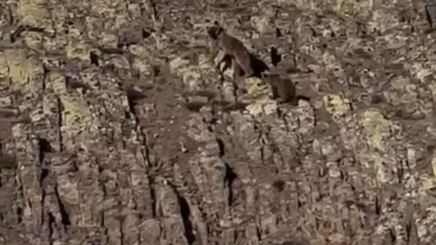 Malatya’da ayı ve yavrusu görüntülendi