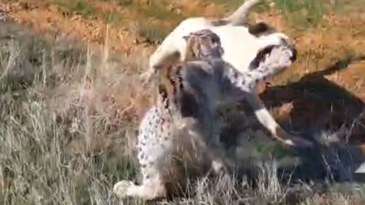Malatya’da vaşak-köpek kavgası kamerada