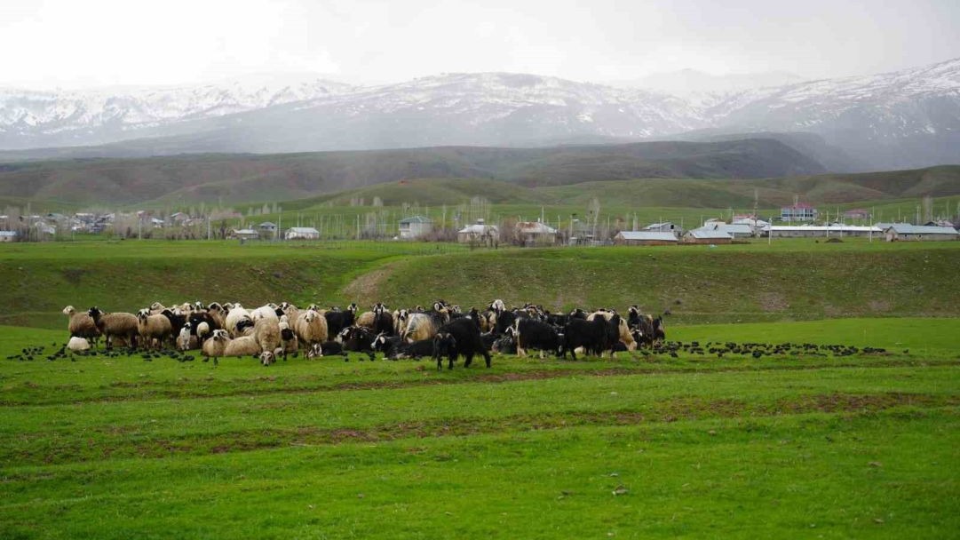 Muş'ta merada koyunların yanına gelen sığırcık kuşları görsel şölen sundu