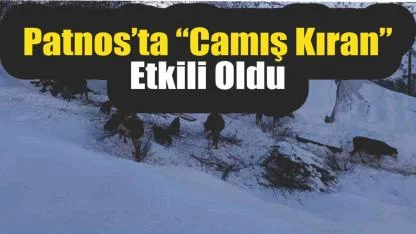 Patnos’ta “Camış Kıran” Etkili Oldu