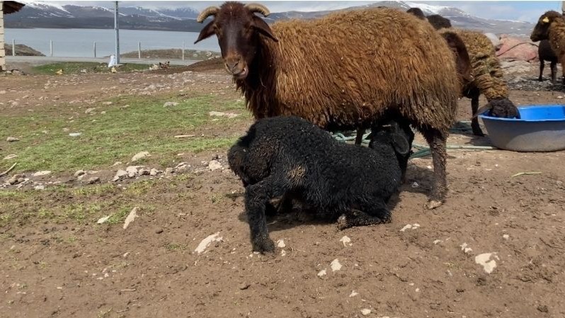Patnos'ta kuzuların anneleri ile buluşması renkli anlara sahne oldu
