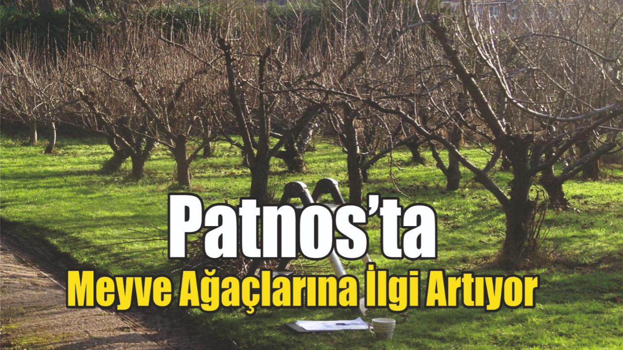 Patnos’ta Meyve Ağaçlarına İlgi Artıyor