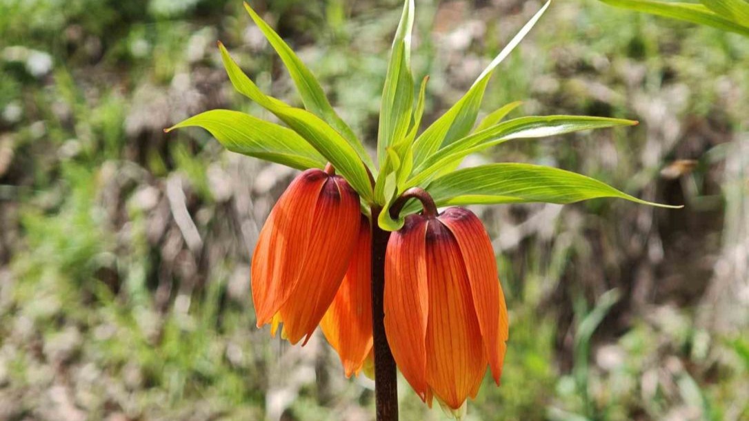 Ters laleler ziyaretçilerin ilgi odağı oldu