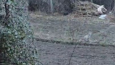 Tortum’da nesli tükenme tehlikesinde olan vaşak görüntülendi