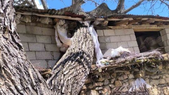 Van Çatak’ta ceviz ağacı ahırın üzerine devrildi