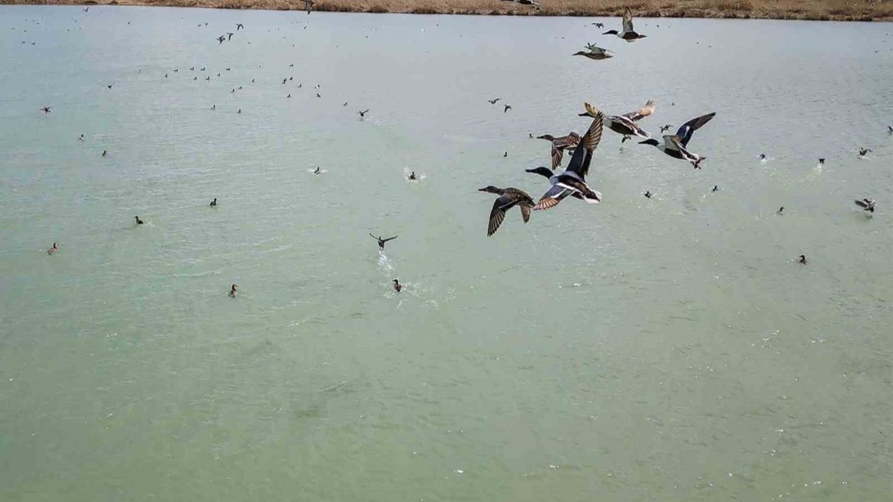 Van Gölü’nde nesli tehlike altındaki Dikkuyruk görüntülendi