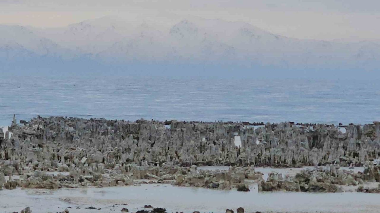 Van Gölü'nün  Adilcevaz sahilinde mikrobiyalitler gün yüzüne çıktı