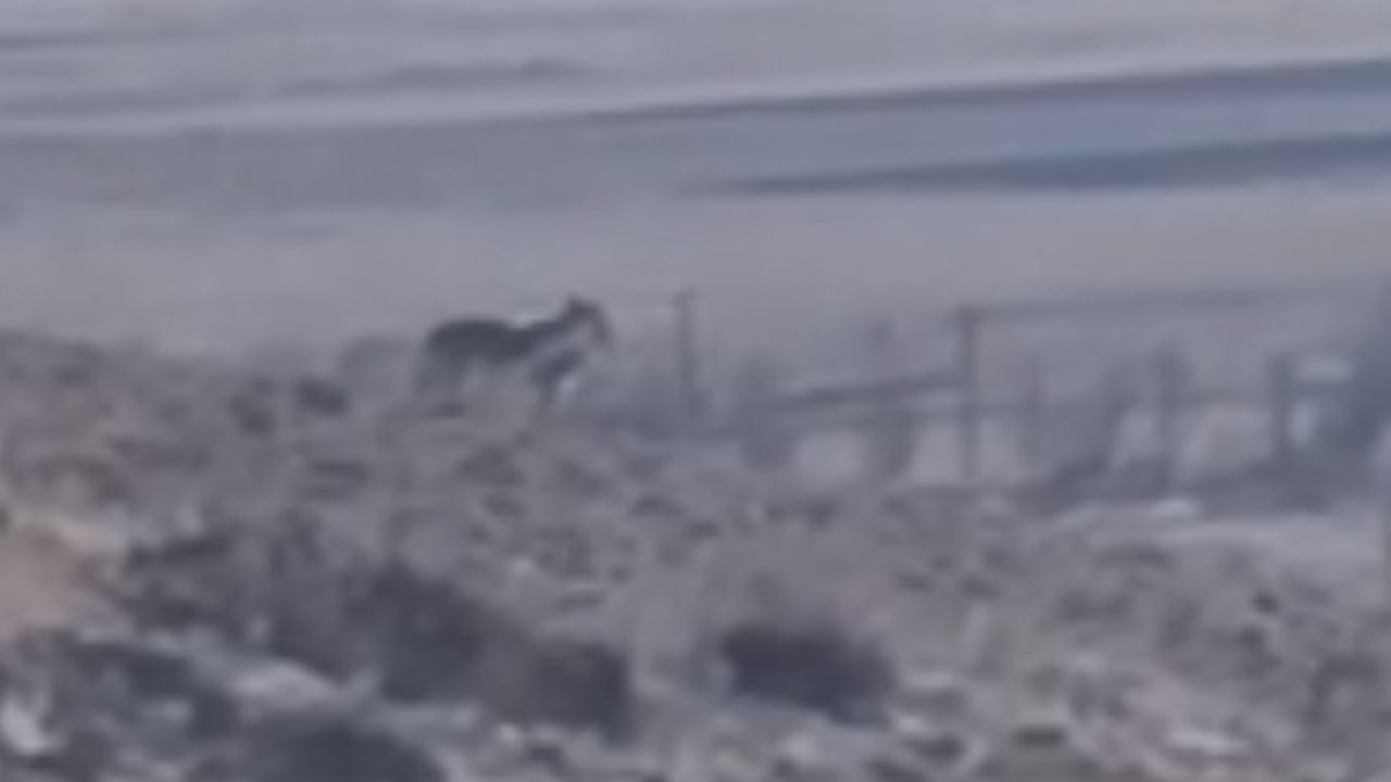 Van Özalp’te sürüye saldırmak için fırsat kollayan kurtlar görüntülendi