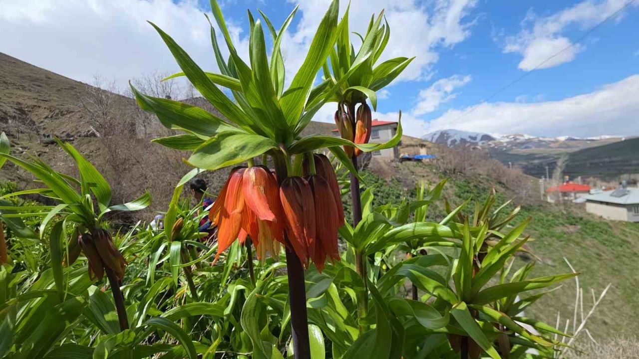 Van’2n Gevaş ilçesinde açan ters laleler göz kamaştırıyor