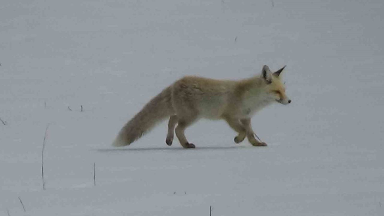 Van’da avlanan tilki dron kamerasına yansıdı