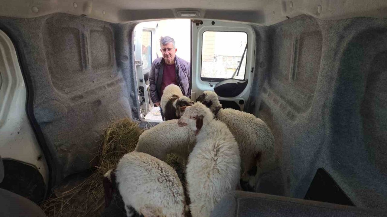 Van’da deprem sonrası ahır yıkıldı; 15 kuzu telef oldu