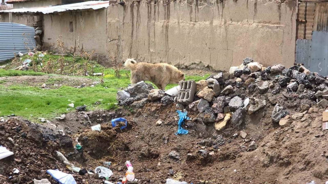 Van'daki köpek dehşetinin görüntüleri ortaya çıktı