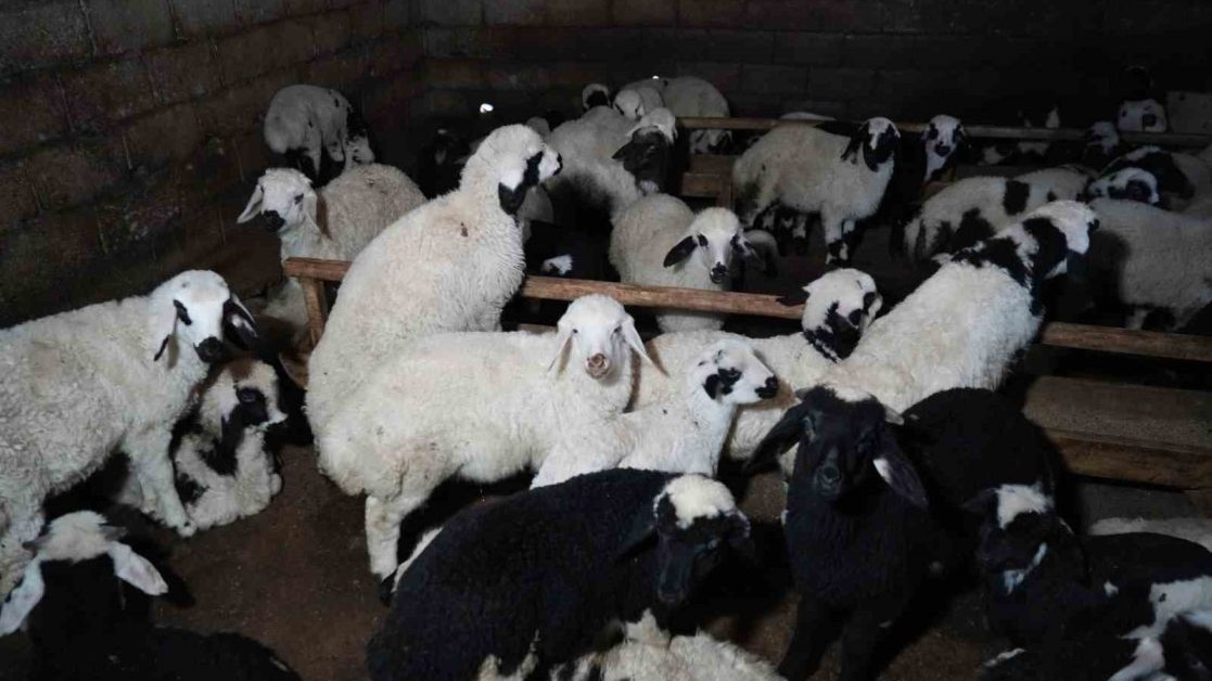 Yeni doğan kuzularla birlikte besicilerde tatlı telaş yaşanıyor