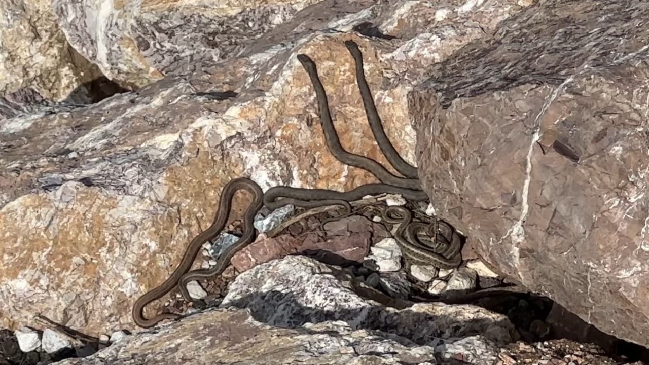 Yüksekovada Brezilyanın "Yılan Adası"nı Andıran Görüntüler