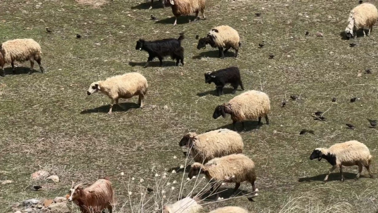 Yüksekova’da küçükbaş hayvanlar meraya çıktı