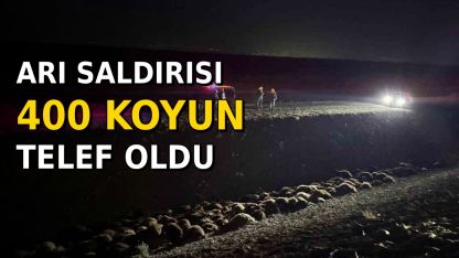 Arılar Sürüye Saldırdı: 400 koyun telef oldu