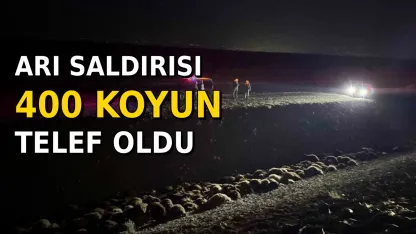 Arılar Sürüye Saldırdı: 400 koyun telef oldu