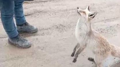 Bitlis Ahlat’ta tilki ile işçilerin dostluğu gülümsetiyor