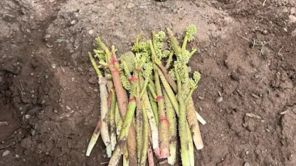 Muş’ta "Yayla muzu" mesaisi başladı
