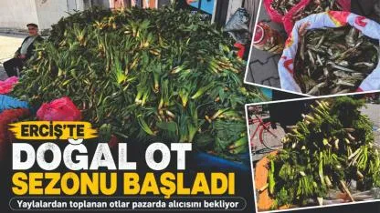 Erciş’te Doğal Ot Sezonu Başladı