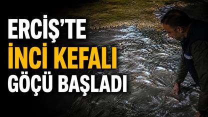 Erciş’te İnci Kefali Göçü Başladı