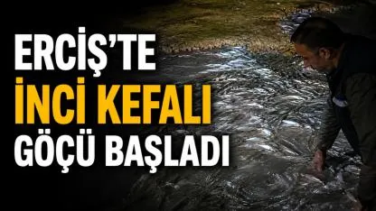 Erciş’te İnci Kefali Göçü Başladı
