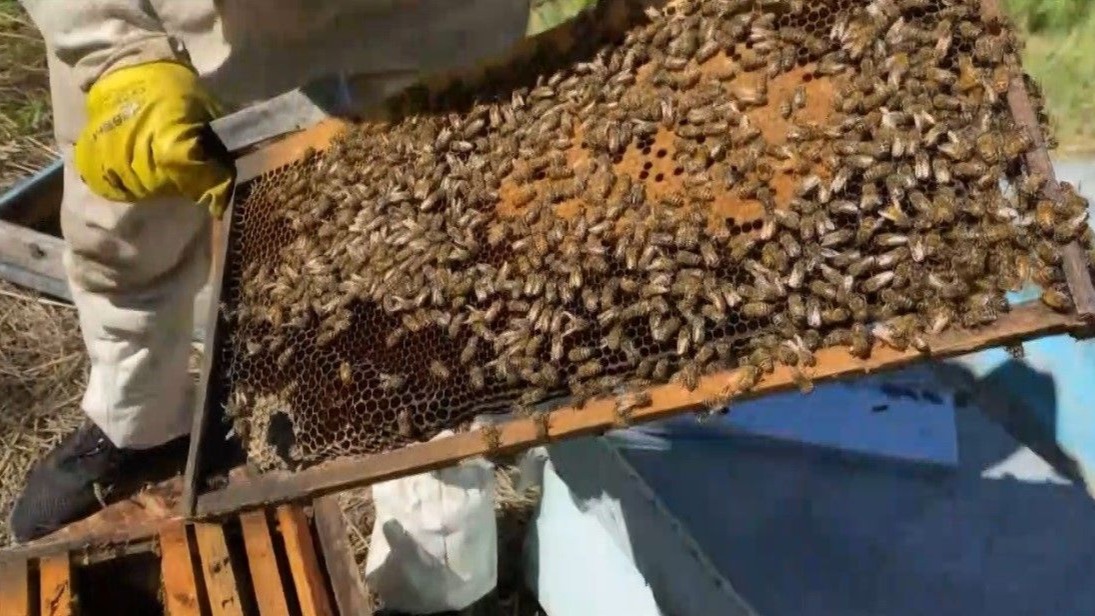 Kars’ta arıcılık sezonu başladı