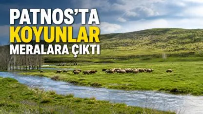 Patnos’ta Koyunlar Meralara Çıktı