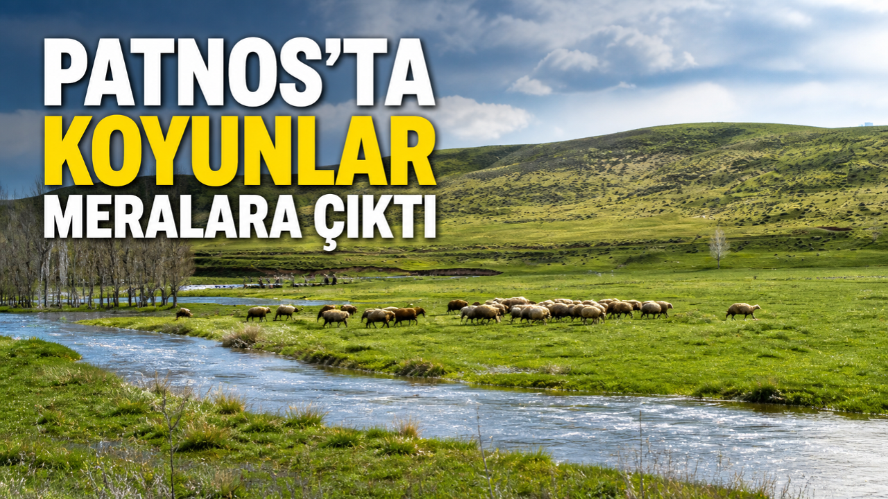 Patnos’ta Koyunlar Meralara Çıktı