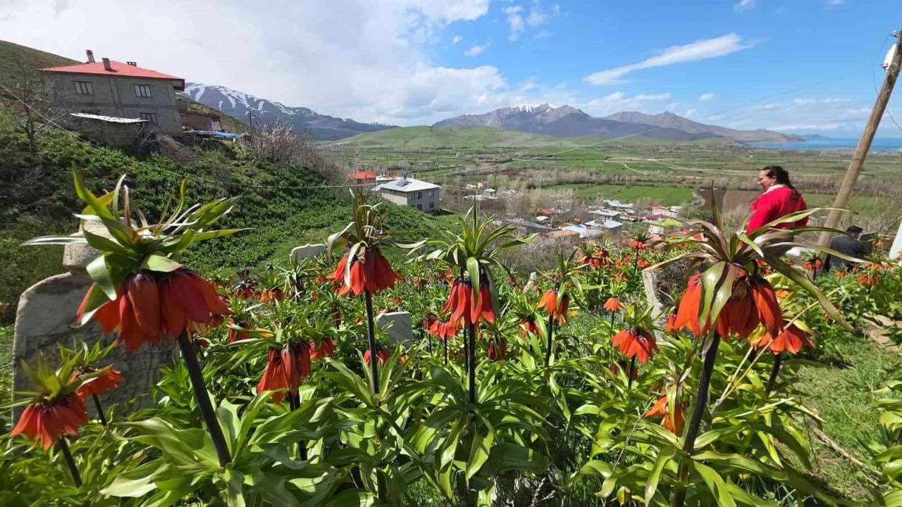Trabzon’dan Van'a gelen ziyaretçiler ters lalelere hayran kaldı