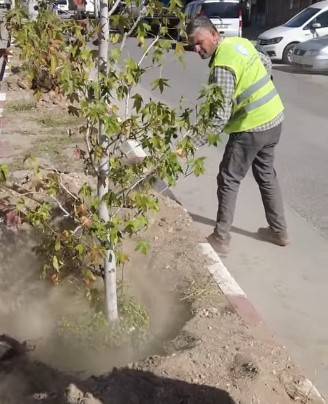 Erciş’te Zeylan Caddesi’ne Fidan Dikimi