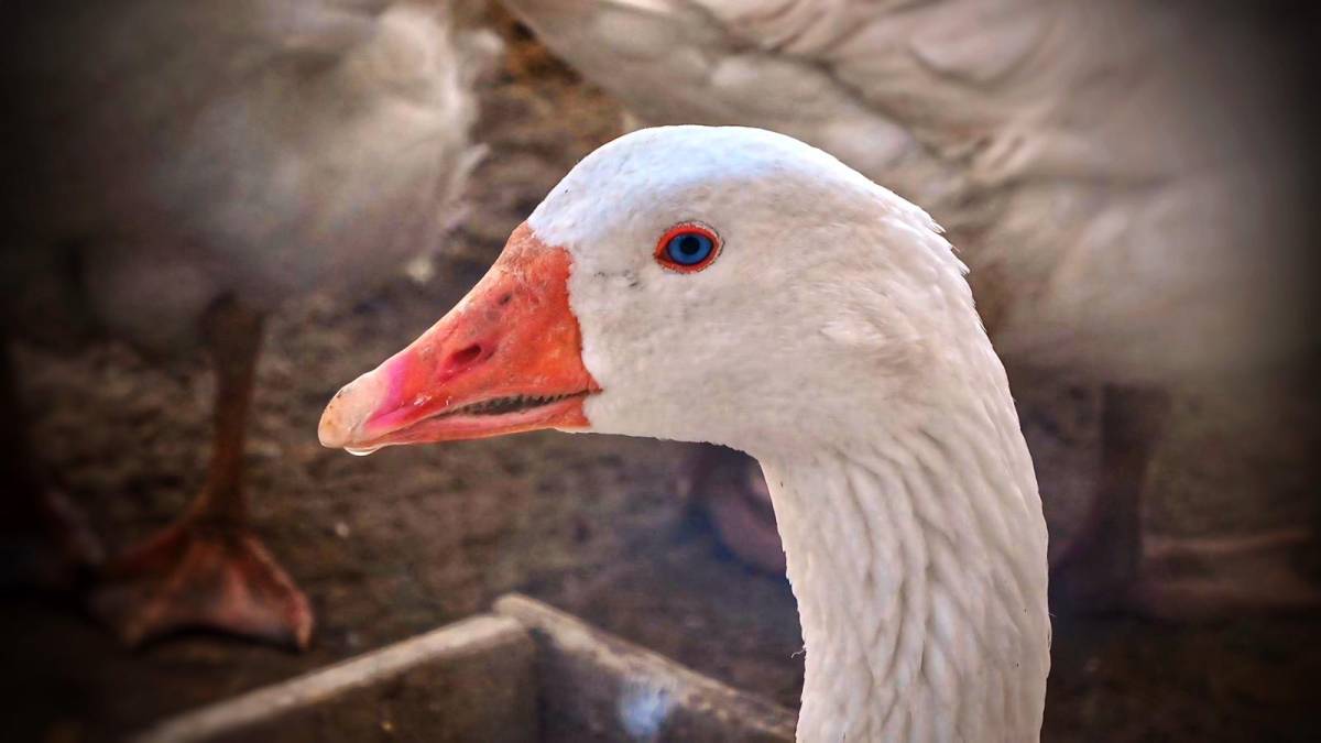 Mavi Gözlü Kazlar Görenleri Büyülüyor
