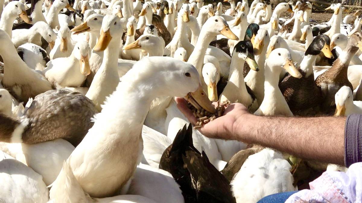 Ağrılı Girişimciden Örnek Başarı: 40 Tavukla Başladı, 2 Bin Hayvana Ulaştı